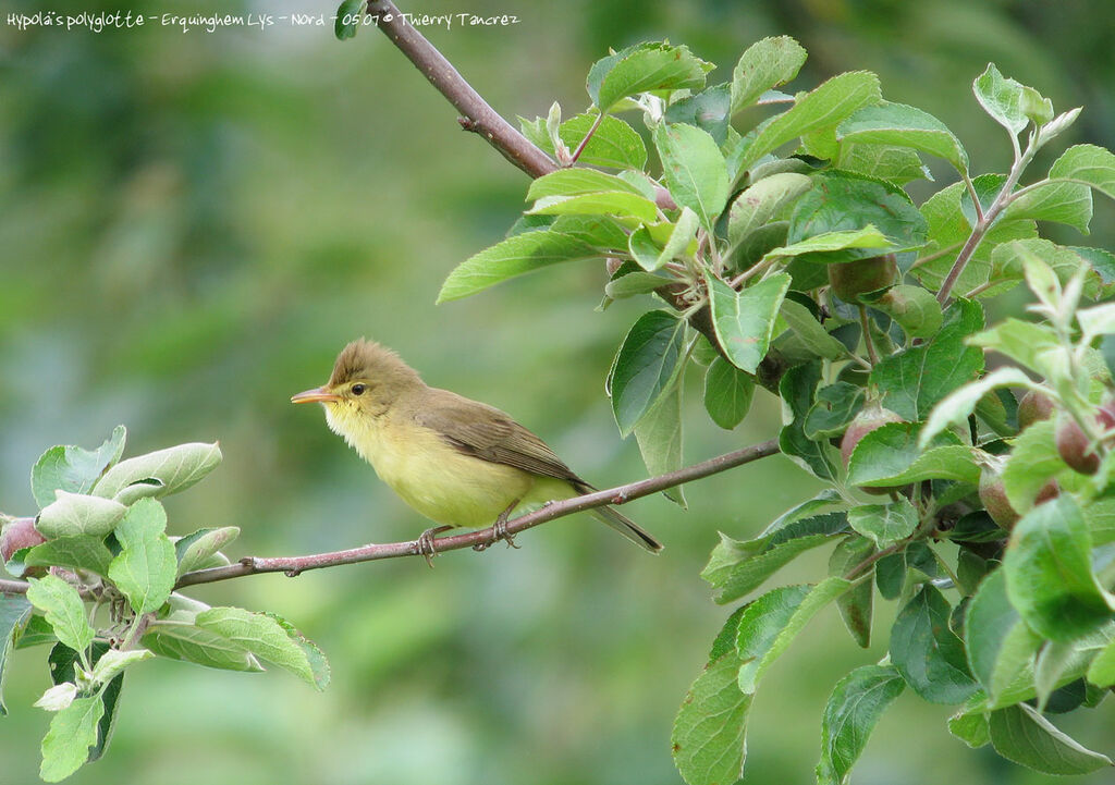 Melodious Warbler