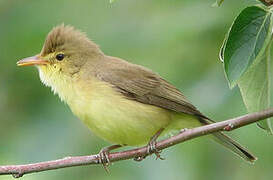 Melodious Warbler