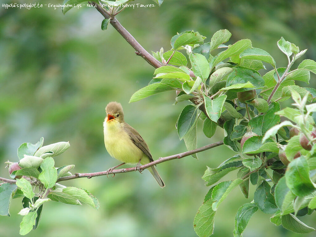 Melodious Warbler