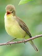 Melodious Warbler