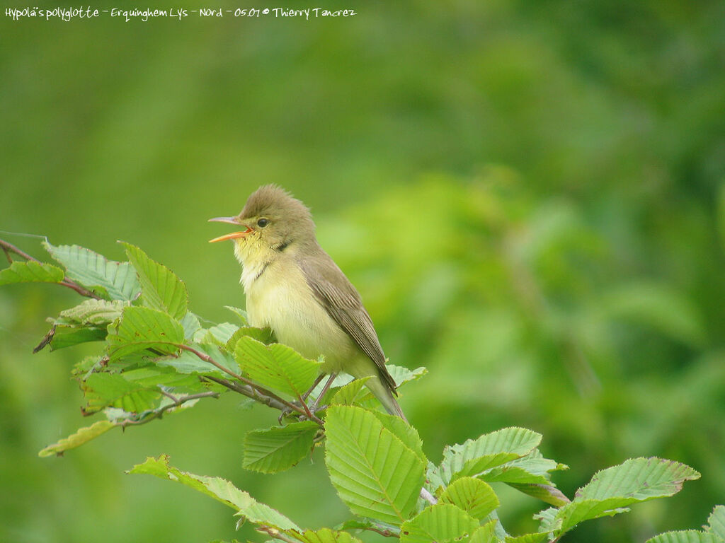 Melodious Warbler