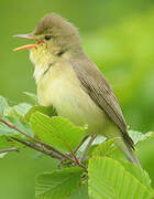 Melodious Warbler