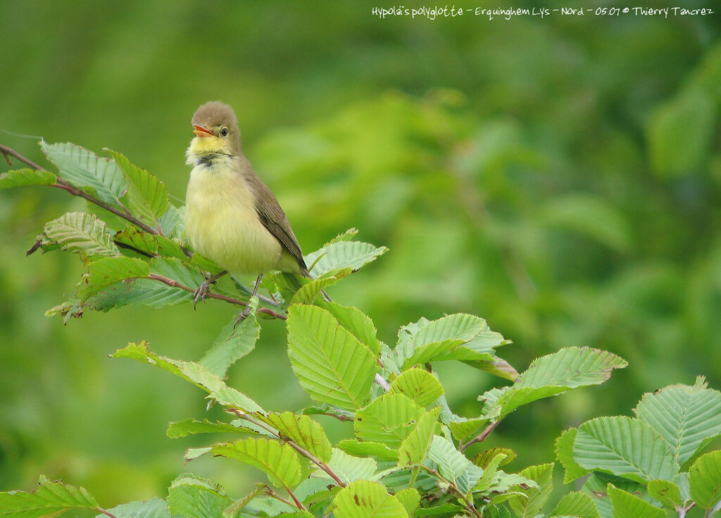 Melodious Warbler