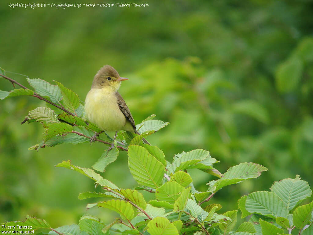 Melodious Warbler