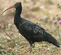 Northern Bald Ibis