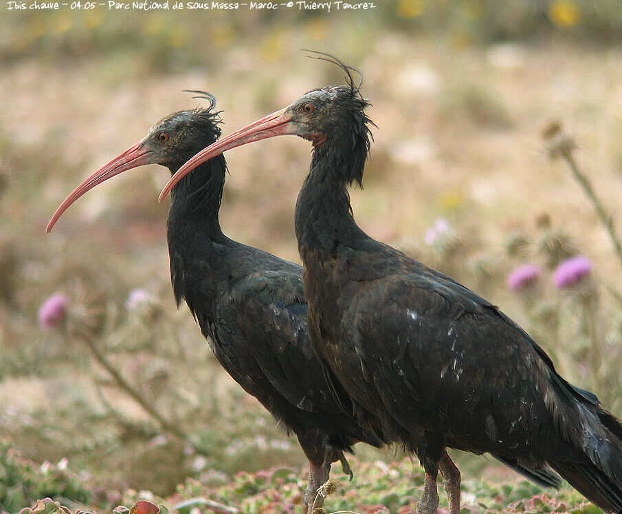 Northern Bald Ibis