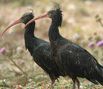 Northern Bald Ibis