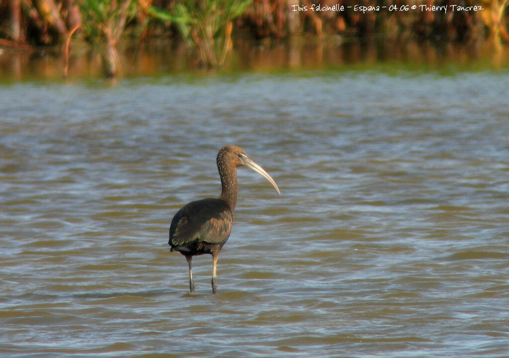 Ibis falcinelle