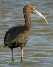 Ibis falcinelle