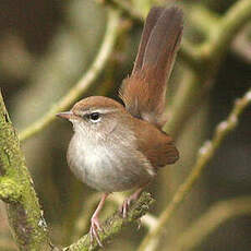 Bouscarle de Cetti