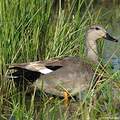 Gadwall