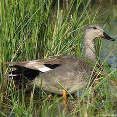 Canard chipeau