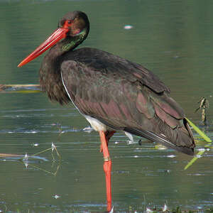 Cigogne noire