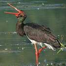 Cigogne noire