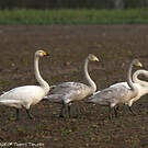 Cygne chanteur