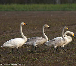 Cygne chanteur