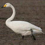 Cygne chanteur