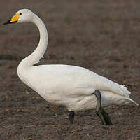 Cygne chanteur