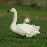 Cygne de Bewick