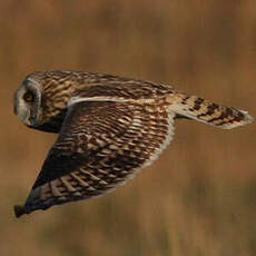 Hibou des marais