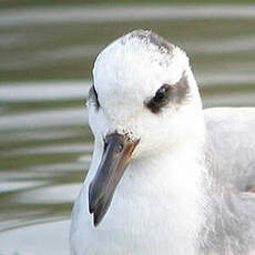 Phalarope à bec large