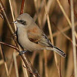 Rémiz penduline