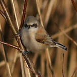 Rémiz penduline