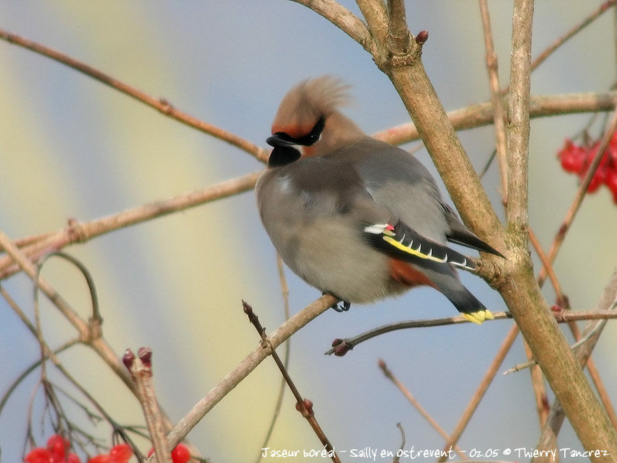 Bohemian Waxwing