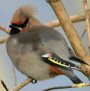 Bohemian Waxwing