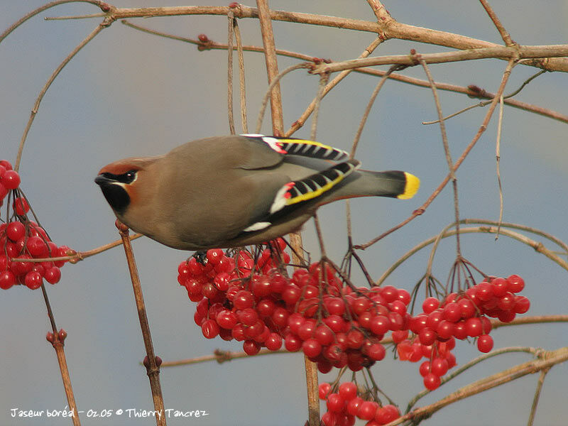 Bohemian Waxwing