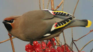 Bohemian Waxwing