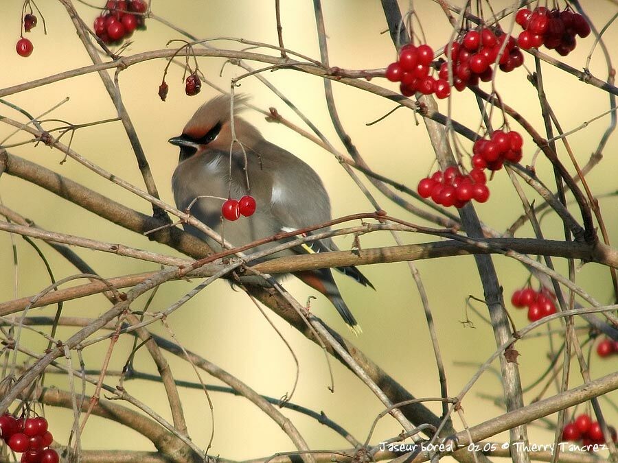 Bohemian Waxwing