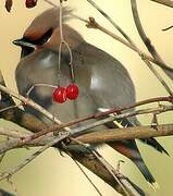 Bohemian Waxwing