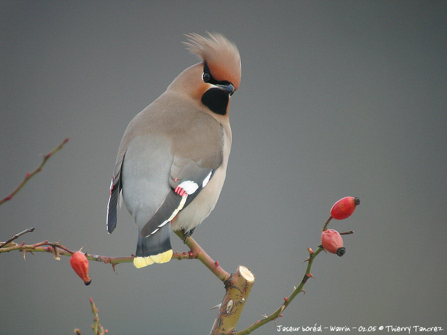 Bohemian Waxwing