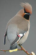 Bohemian Waxwing