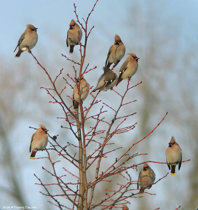 Bohemian Waxwing