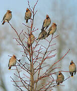 Bohemian Waxwing