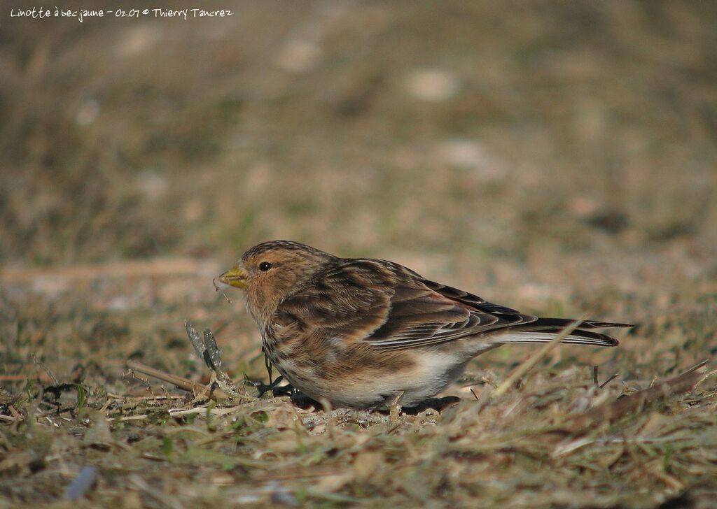 Twite male adult post breeding, eats