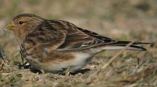 Twite