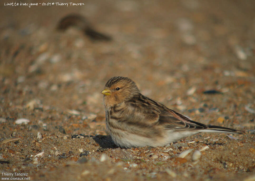 Twite male adult post breeding, pigmentation, Behaviour