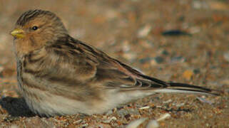 Twite