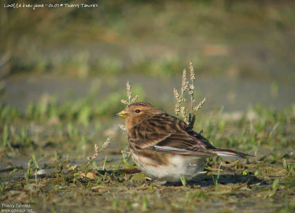 Twite male adult post breeding, identification