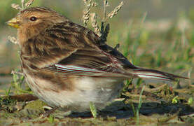 Twite