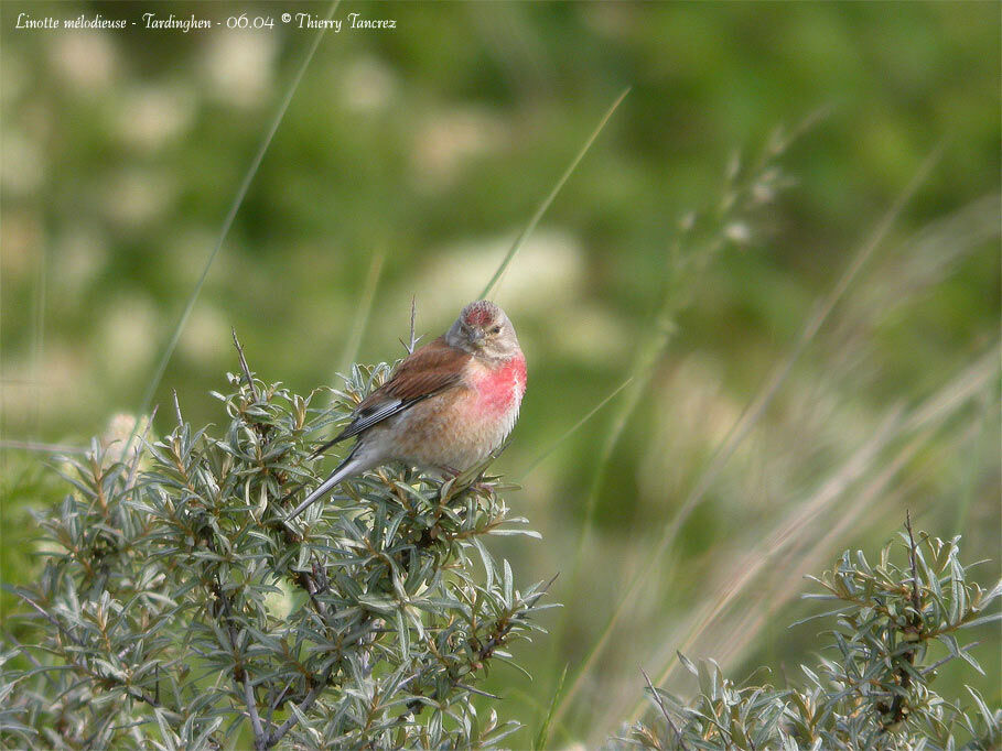 Common Linnet