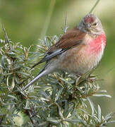 Common Linnet