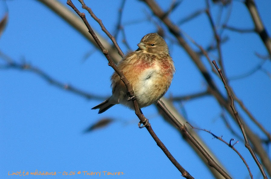 Common Linnet