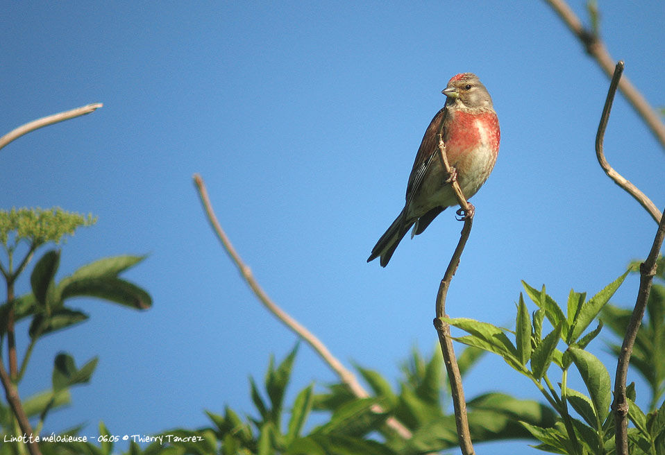 Linotte mélodieuse