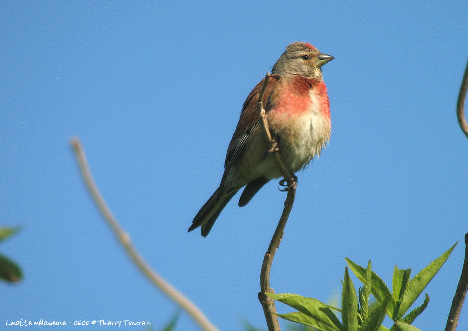 Linotte mélodieuse