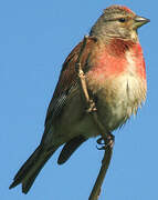 Common Linnet