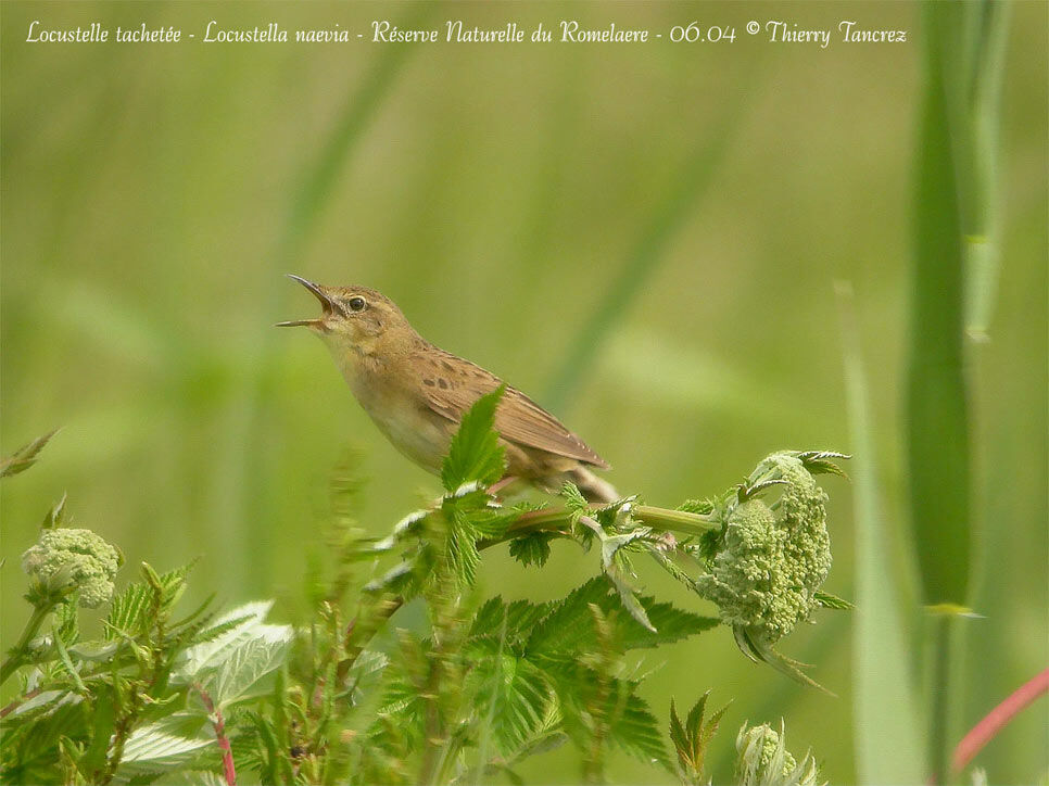 Common Grasshopper Warbler